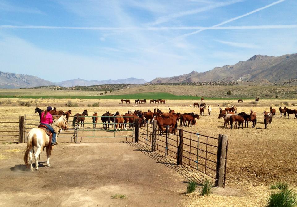 Cindy Hartzell sits on the back of a palomino horse looking out toward a field of mustangs with a mountain in the backdrop