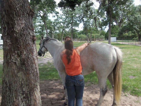 Cindy Hartzell performs Reiki energy work on a grey horse with another person looking on, under a tree in a field.